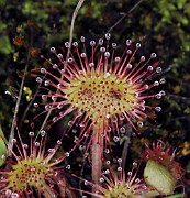 DROSERACEAE