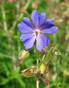 GERANIACEAE