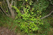 GROSSULARIACEAE