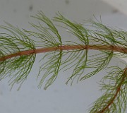 HALORAGIDACEAE