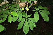 HIPPOCASTANACEAE
