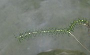 HYDROCHARITACEAE