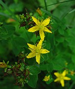 HYPERICACEAE
