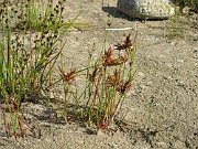 JUNCACEAE