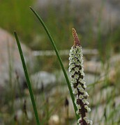 JUNCAGINACEAE