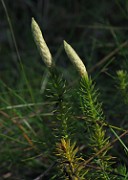 LYCOPODIACEAE