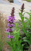 LYTHRACEAE