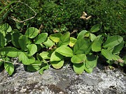 MENYANTHACEAE