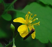 PAPAVERACEAE