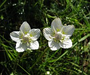PARNASSIACEAE