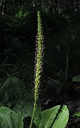 PLANTAGINACEAE4