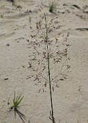 POACEAE