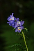 POLEMONIACEAE