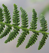POLYPODIACEAE