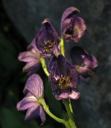 RANUNCULACEAE