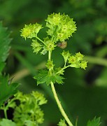 ROSACEAE