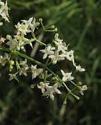 RUBIACEAE