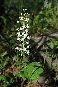 RUSCACEAE