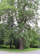 SALICACEAE
