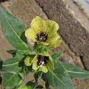 SOLANACEAE