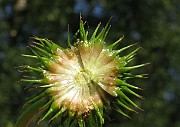 SPARGANIACEAE