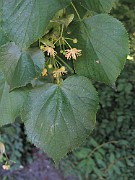 TILIACEAE