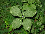 TRILLACEAE
