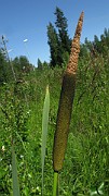 TYPHACEAE