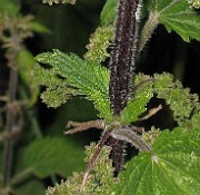 URTICACEAE
