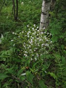 VALERIANACEAE