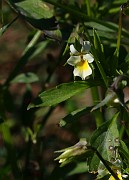 VIOLACEAE