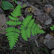 WOODSIACEAE