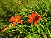 XANTHORRHOEACEAE