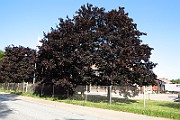 IMG_1800