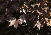 IMG_1824