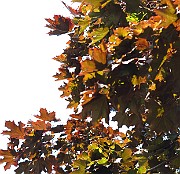 IMG_1828