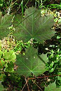 IMG_3604