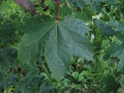 IMG_3858