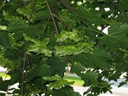IMG_3862