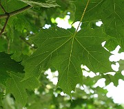 IMG_7270