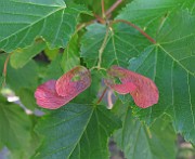 IMG_0724
