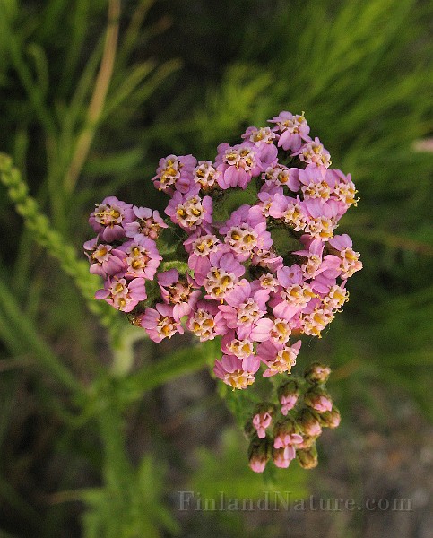 Achillea_millefolium5.jpg