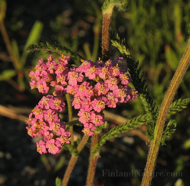 Achillea_millefolium7.jpg