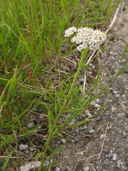 IMG_6321.jpg