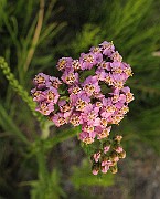 Achillea_millefolium5