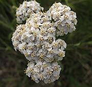 Achillea_millefolium6