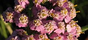 Achillea_millefollium6