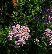 IMG_0393