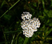 IMG_1961
