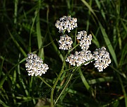 IMG_1962